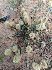 Ptilotus spathulatus