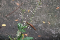 Rorippa indica