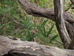 Glycine rubiginosa