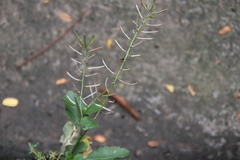 Rorippa indica
