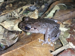 Leptobrachium hasseltii