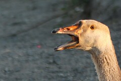 Anser anser domesticus × anser cygnoides domesticus