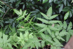 Pteris fauriei