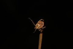 Amblyomma imitator