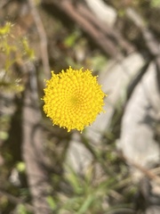 Leptorhynchos squamatus