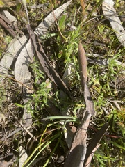 Leptorhynchos squamatus