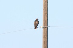 Buteo jamaicensis calurus