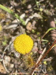 Leptorhynchos squamatus