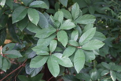 Sterculia lanceolata