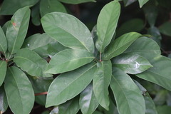 Sterculia lanceolata