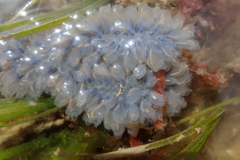 Clavelinidae