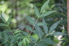 Toxicodendron succedaneum
