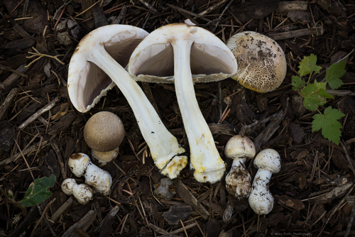 Yellow Stainer