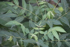 Toxicodendron succedaneum