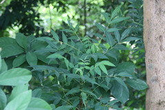Toxicodendron succedaneum