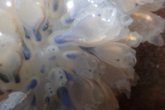 Clavelinidae