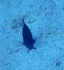 Pomacentrus albicaudatus