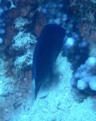 Pomacentrus albicaudatus