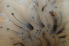 Clavelinidae