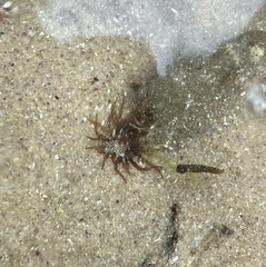 Aulactinia