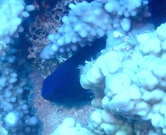 Pomacentrus albicaudatus