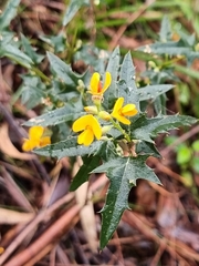 Podolobium ilicifolium