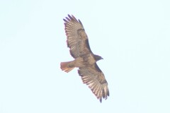 Buteo jamaicensis calurus