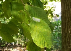 Phyllonorycter tritaenianella
