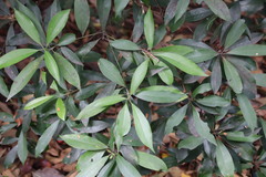 Photinia serratifolia