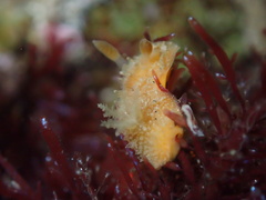 Thordisa bimaculata