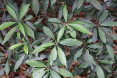 Photinia serratifolia