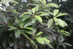 Photinia serratifolia
