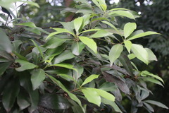 Photinia serratifolia