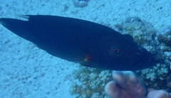 Oxycheilinus digramma