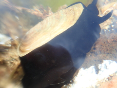 Scutus antipodes