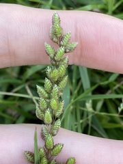 Chascolytrum subaristatum