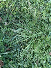 Chascolytrum subaristatum