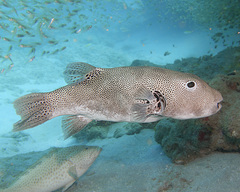 Starry Toadfish photo 2