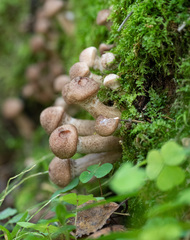 Armillaria borealis