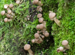 Armillaria borealis