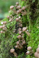 Armillaria borealis
