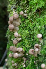 Armillaria borealis