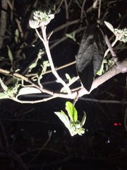 Viburnum macrocephalum