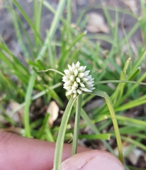 Cyperus dubius