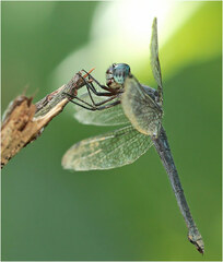 Cannaphila insularis