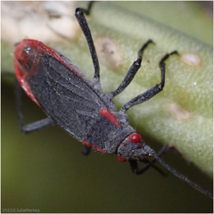 Jadera haematoloma