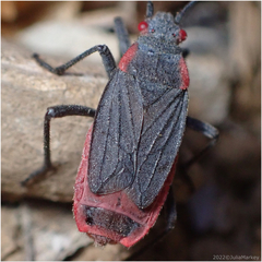 Jadera haematoloma
