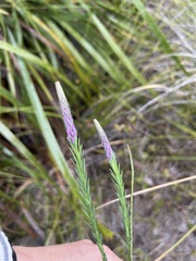 Comesperma