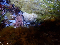 Pleurobranchaea maculata