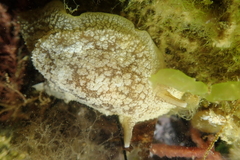 Pleurobranchaea maculata